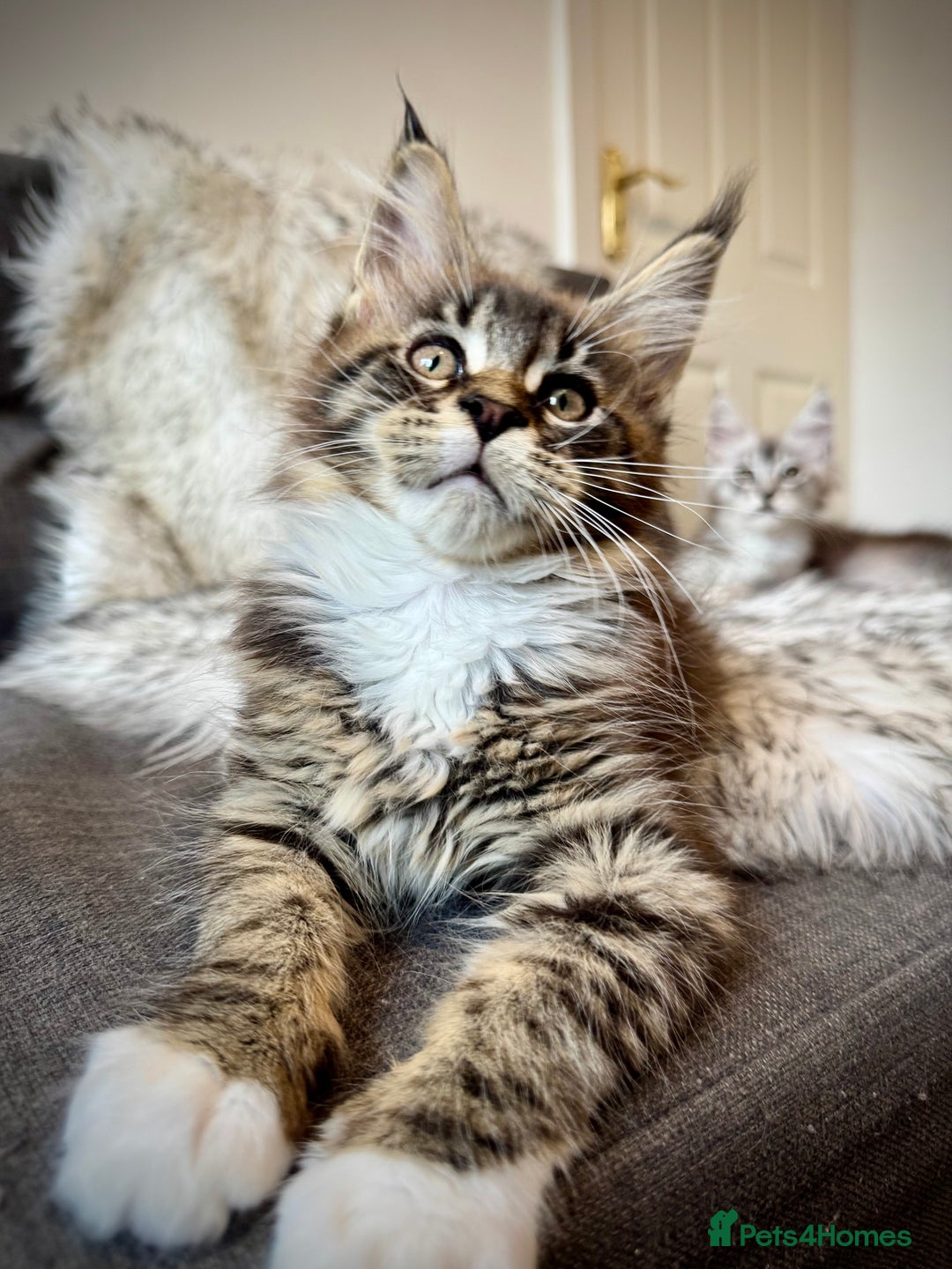 Maine Coon cats for sale: Champions- Bloodline Purebred Maine Coon Kittens  - Advert 10