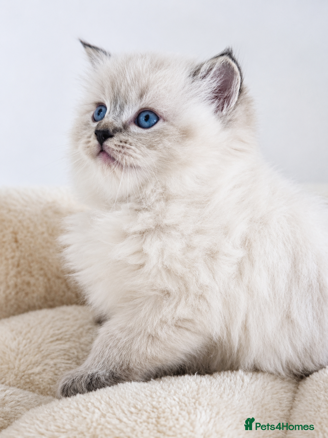 Ragdoll cats 🐾 TICA Beautiful Ragdoll Kittens - Last Boy 🐾 - Advert 2
