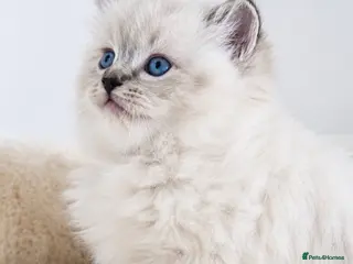 Ragdoll cats 🐾 TICA Beautiful Ragdoll Kittens - Last Boy 🐾 - Advert 2