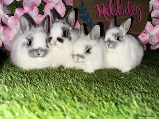Netherland Dwarf rabbits Tiny Pedigree Netherland dwarfs - Advert 17