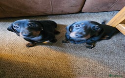 Dachshund dogs for sale: Gorgeous pure bred miniature dachshunds  - Image 1