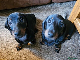 Dachshund dogs - Advert 6