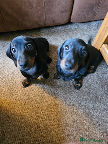 Dachshund dogs - Advert 6