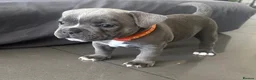 Staffordshire Bull Terrier dogs for sale: KC REG/ BLUE STAFFORDSHIRE BULL TERRIER PUPS - Advert 8