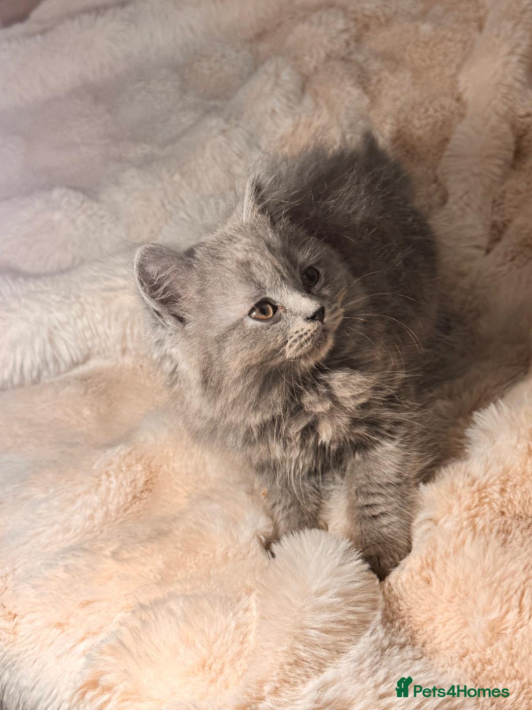 British Longhair cats for sale: !!Champion Bloodline!! British longhair GCCF stoke - Advert 14