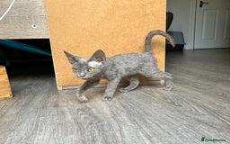 Devon Rex cats for sale: GCCF Registered Pedigree Devon Rex Kittens ❤️ in Leeds - Image 30