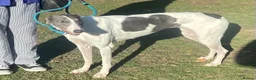 Greyhound dogs for adoption: Sweet girl Victoria wants a loving forever home - Advert 2
