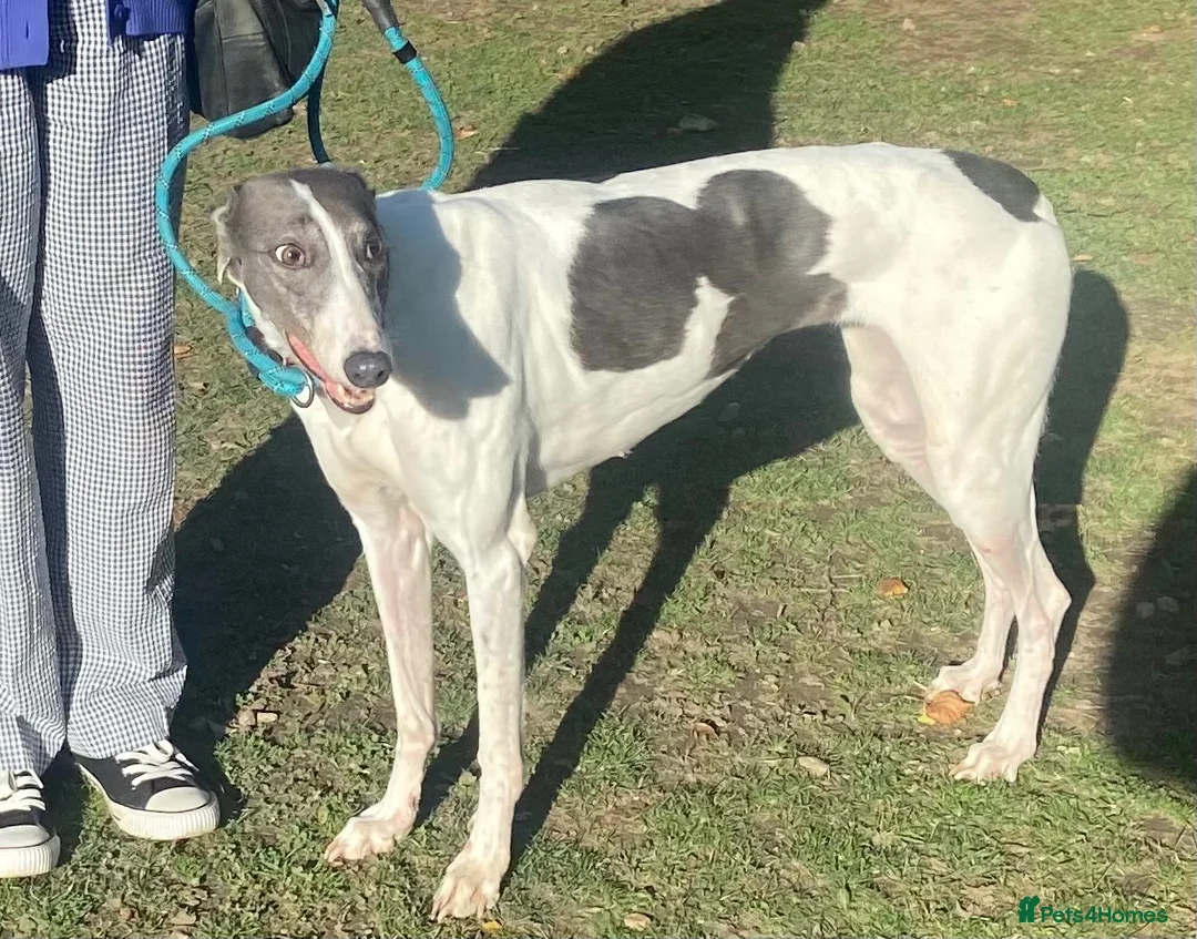 Greyhound dogs for adoption: Sweet girl Victoria wants a loving forever home - Advert 2