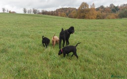 Double Doodle dogs for sale: Just two girls left. Looking for forever homes - Image 2