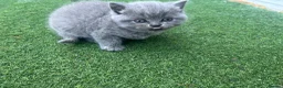 British Shorthair cats for sale: British Shorthair Kittens TICA registered  - Advert 5