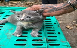 Mixed Breed cats for sale: Mixed breed Kitten’s  - Image 12