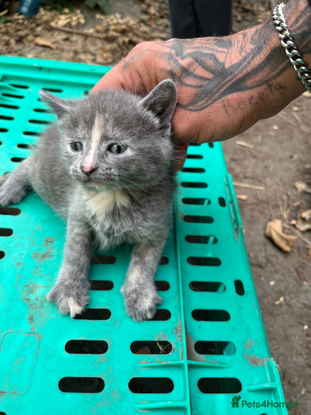 Mixed Breed cats for sale: Mixed breed Kitten’s  - Image 12