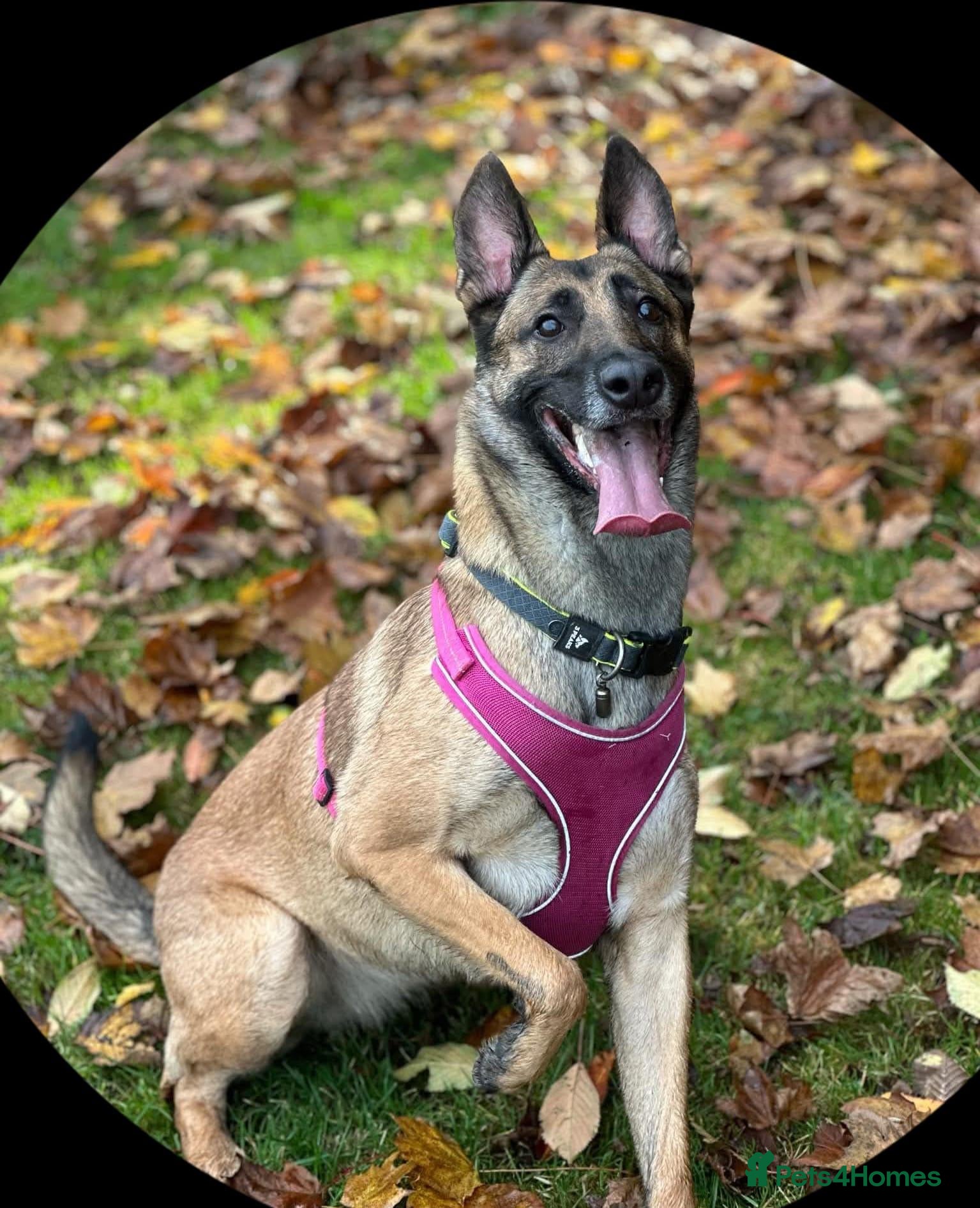 Mixed Breed dogs Belgium malinois x husky - Advert 1