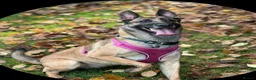 Mixed Breed dogs for sale: Belgium malinois x husky in Jarrow - Advert 1