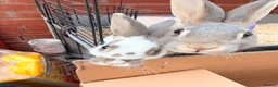 Mixed Breed rabbits for sale: 2 female rabbits for rehome  in Stoke-on-Trent - Advert 1