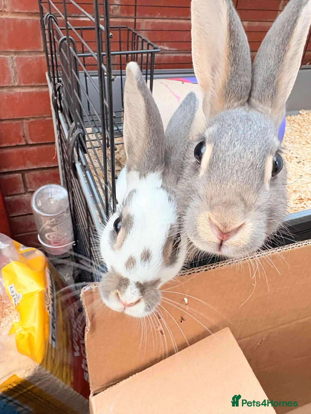 Mixed Breed rabbits for sale: 2 female rabbits for rehome  in Stoke-on-Trent - Advert 1