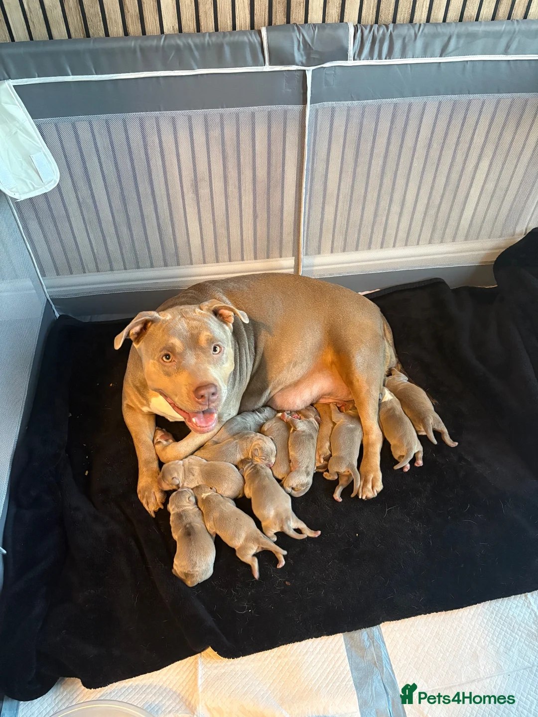American Bully dogs for sale: American bully standard  - Advert 1