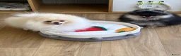 Pomeranian dogs for sale: Pom Puppies from Five Star breeder  - Advert 6
