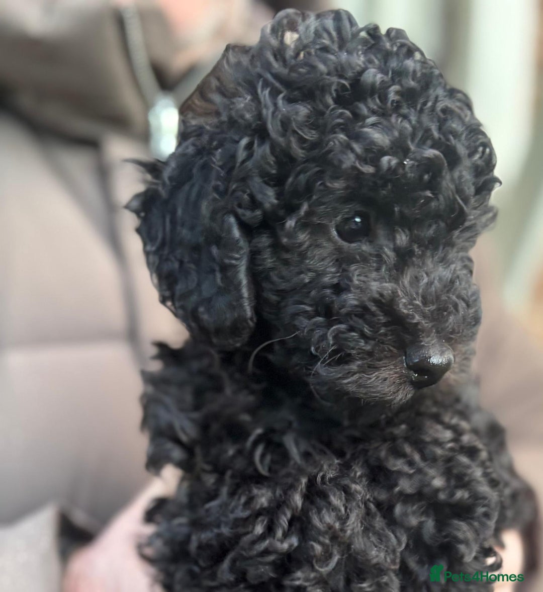 Toy Poodle dogs for sale: ADORABLE ‘ALBERT’ *TOY POODLE*BOY*PUP ready now - Advert 18