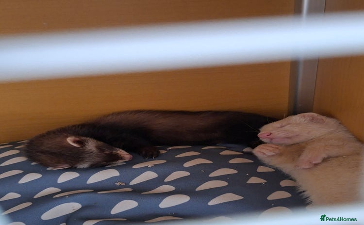 Ferret rodents - Advert 1