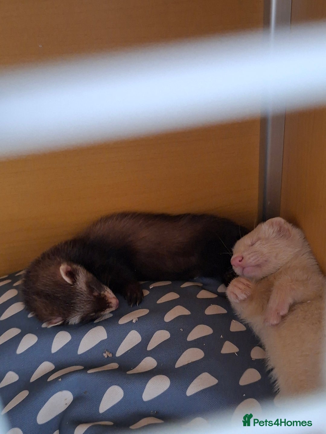 Ferret rodents for sale: 2 ferrets, 1 male albino and 1 female micro - Image 1