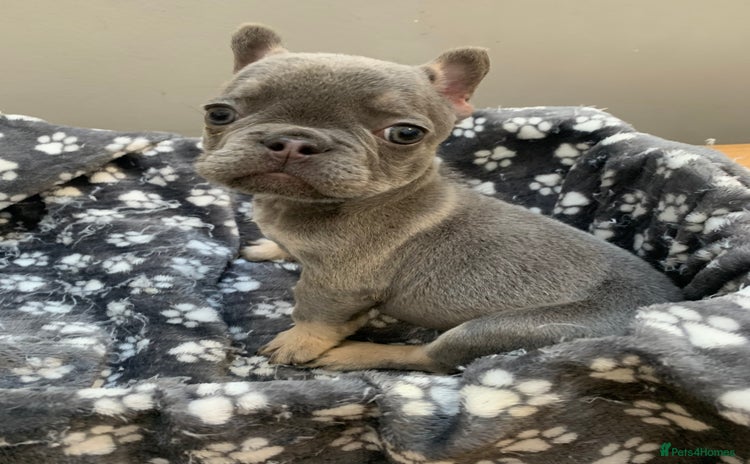 French Bulldog dogs Kc Blue tan frenchie boy 🦋 - Advert 12