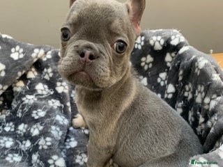 French Bulldog dogs Kc Blue tan frenchie boy 🦋 - Advert 1