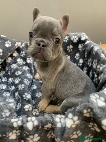 French Bulldog dogs Kc Blue tan frenchie boy 🦋 - Advert 1