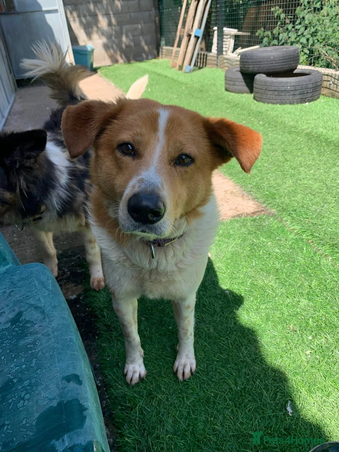 Mixed Breed dogs for adoption: Meet Dixie and Kiara, currently in Cheshire in Barry - Advert 6