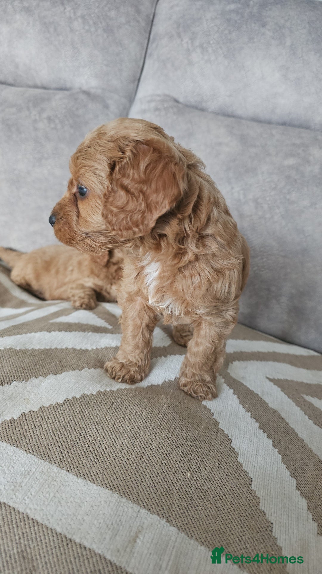 Cavapoo dogs for sale: Dashing Cavapoo Puppies  - Advert 7