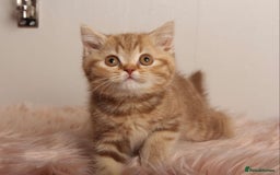 British Shorthair cats for sale: Gorgeous BSH Kittens  - Image 5
