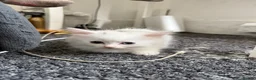 Turkish Angora cats for sale: Turkish angora mix with Persian - Advert 5