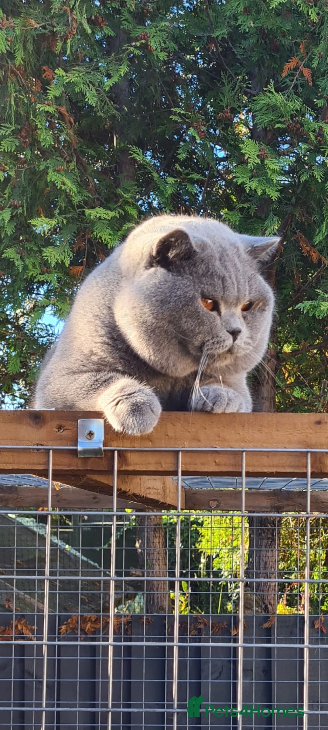 British Shorthair cats for stud: BEST QUALITY STUD -IMPORTED FROM EU in Cheltenham - Image 1