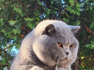 British Shorthair cats in Cheltenham - Advert 5
