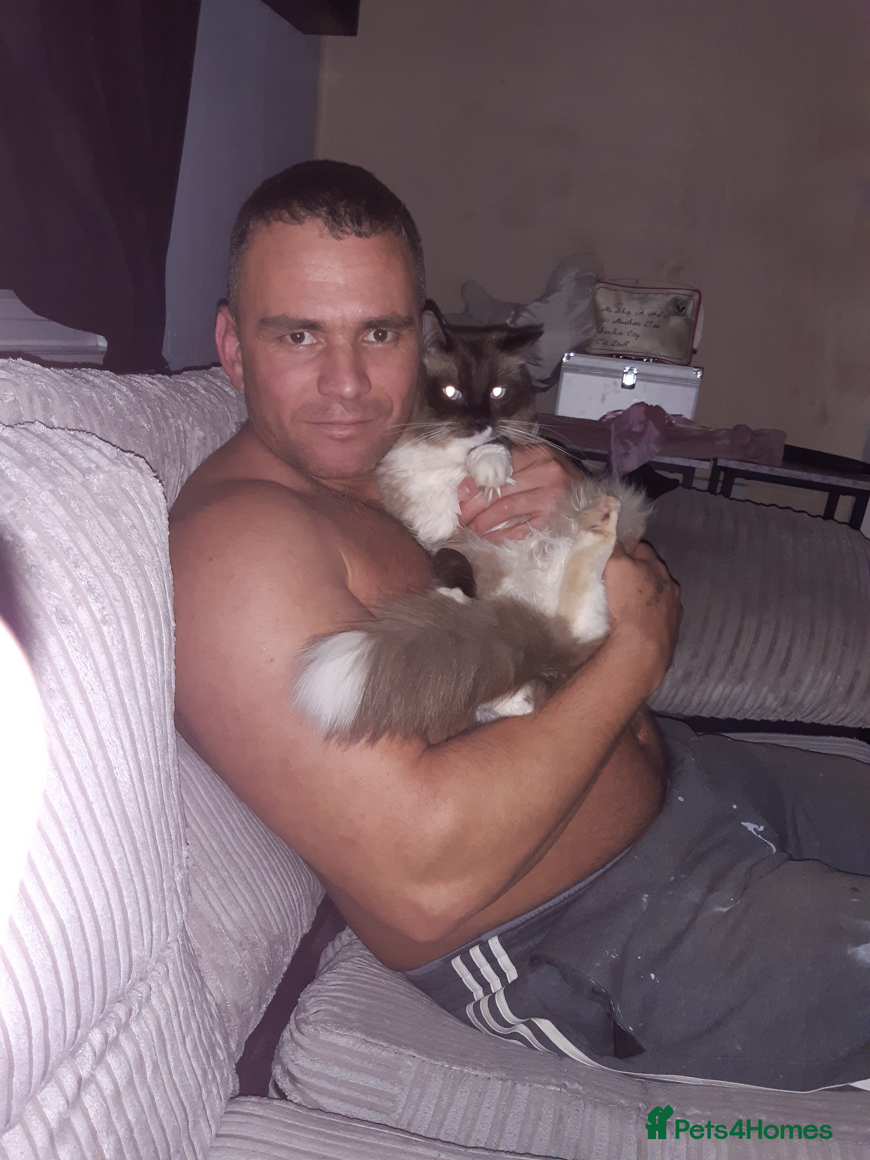 Ragdoll cats Black fluffy ragdoll x domestic kittens  - Advert 2