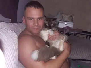 Ragdoll cats Black fluffy ragdoll x domestic kittens - Advert 2