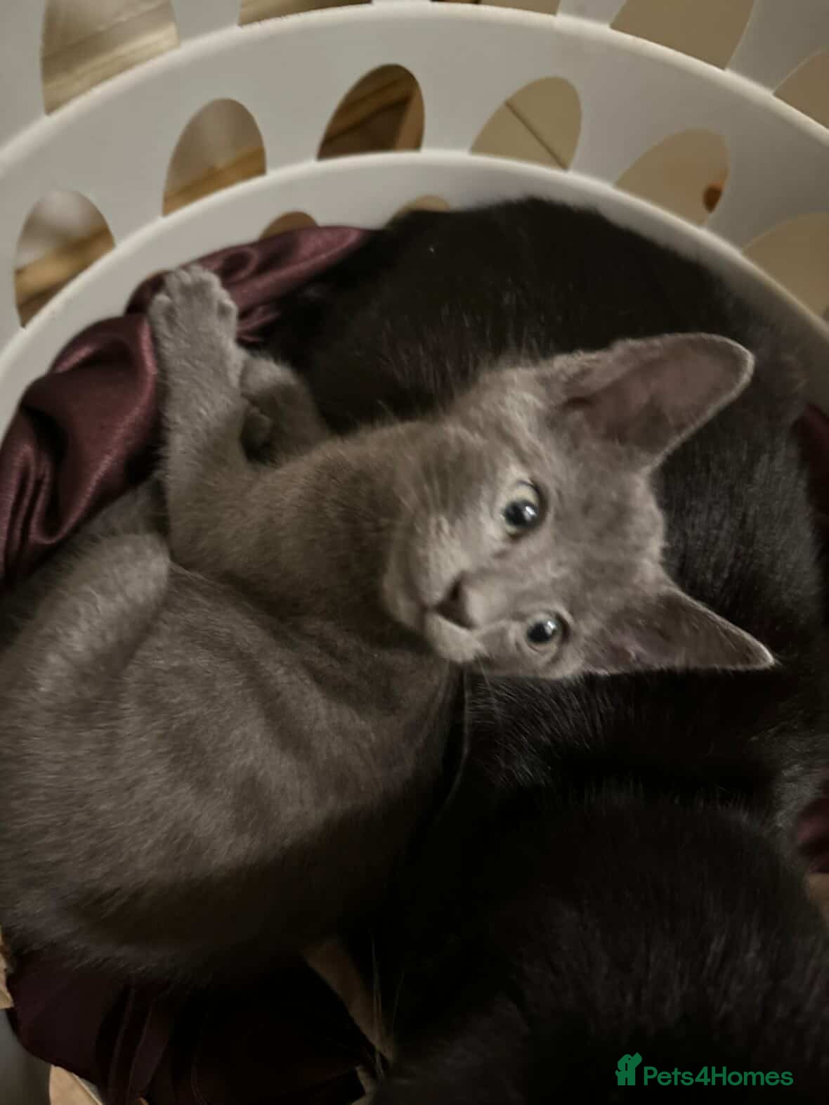 Domestic Shorthair cats Litter of 7 Ready for new homes 🥺 💖 - Advert 21