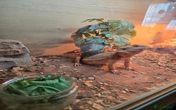 Bearded Dragon reptiles for sale: Bearded dragon and full set up - Image 3