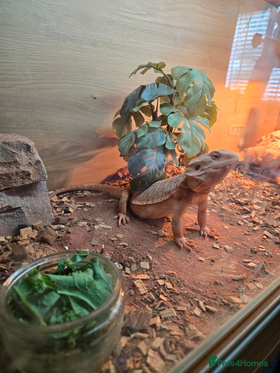 Bearded Dragon reptiles for sale: Bearded dragon and full set up - Image 3