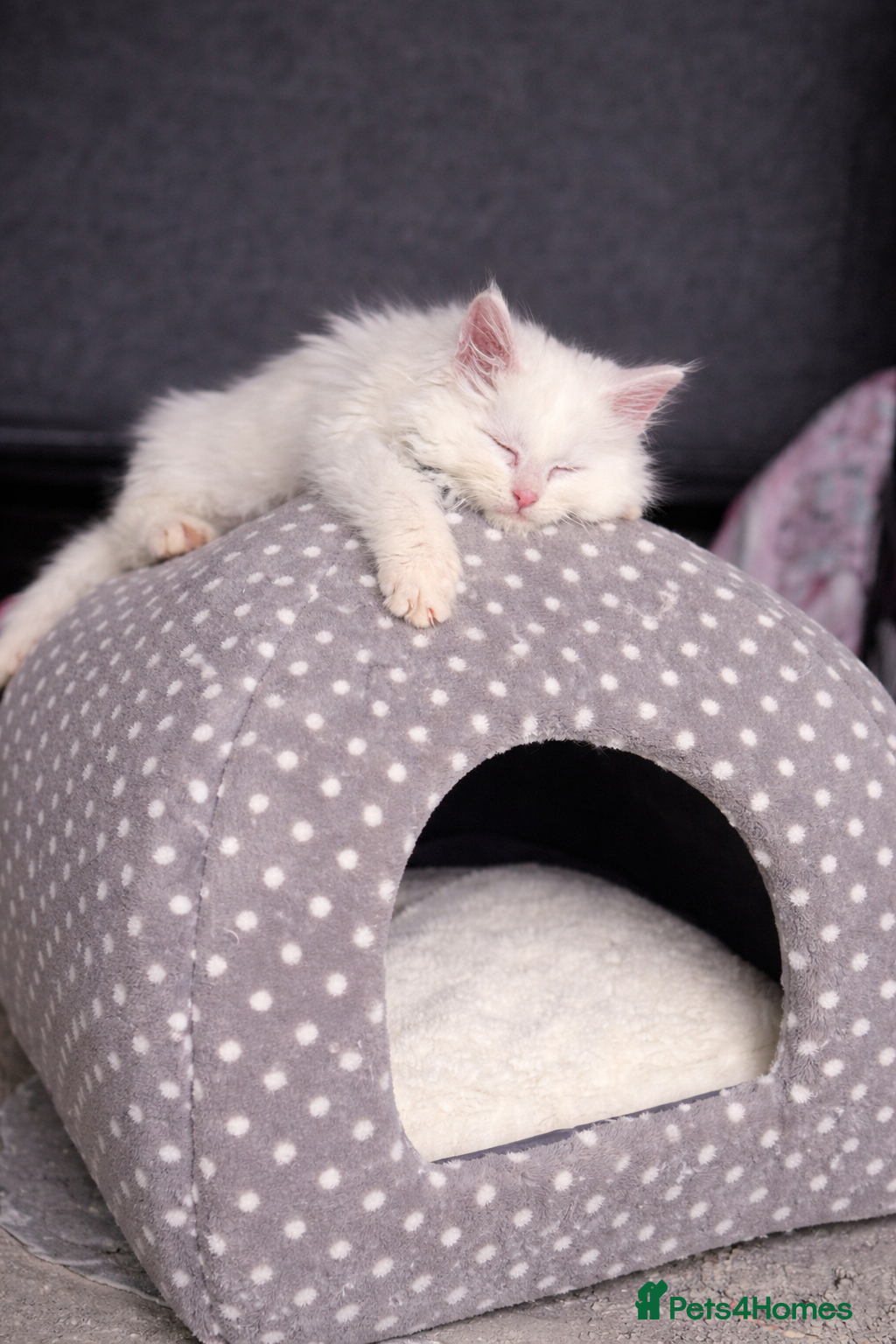 Maine Coon cats White POLYDACTYL Maine Coon Kitten 🩷 - Advert 4