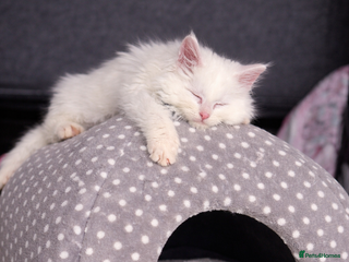 Maine Coon cats White POLYDACTYL Maine Coon Kitten 🩷 - Advert 4