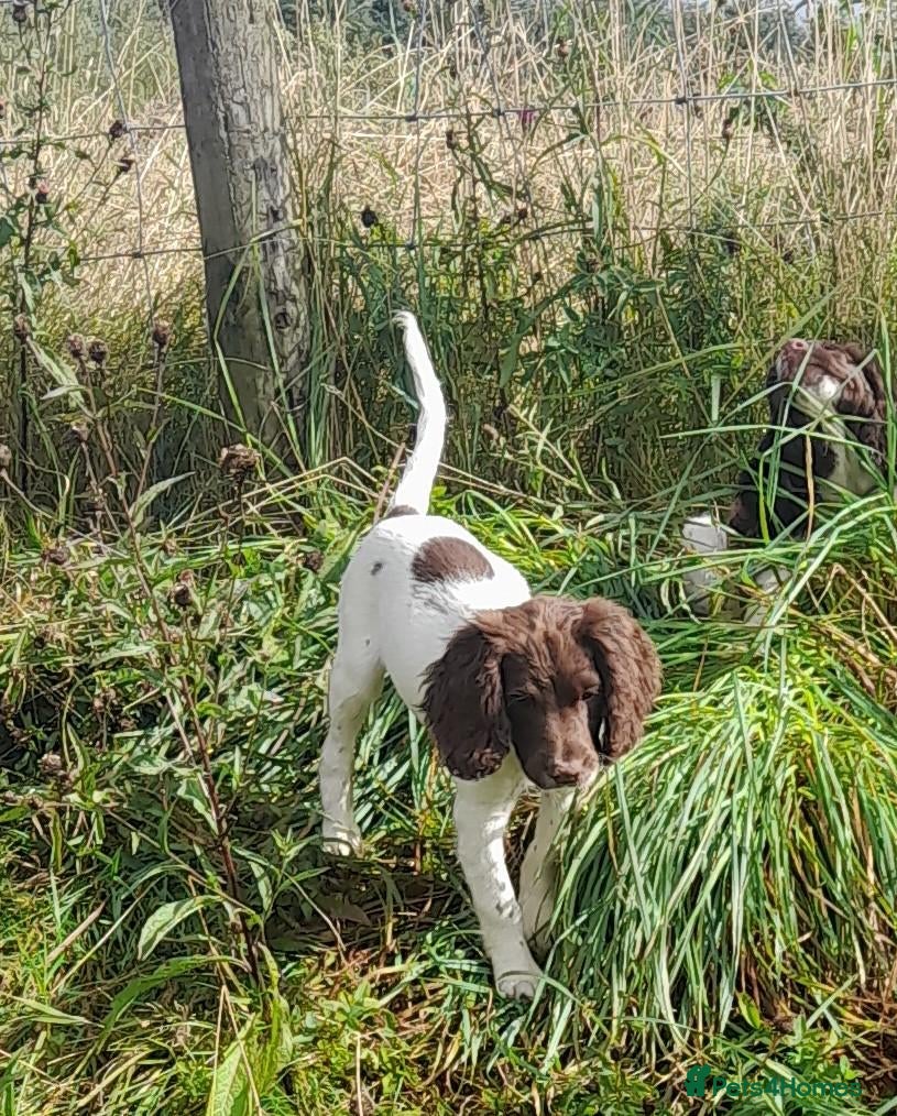 English Springer Spaniel dogs Gorgeous English Springer Spaniels Puppies - Advert 1