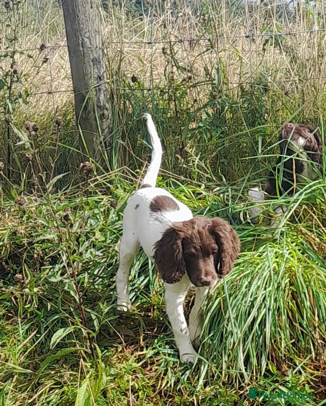 English Springer Spaniel dogs for sale: Gorgeous English Springer Spaniels Puppies - Advert 2