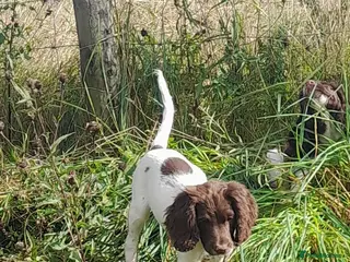 English Springer Spaniel dogs Gorgeous English Springer Spaniels Puppies - Advert 1