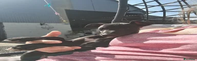 Whippet 6