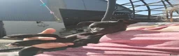 Whippet dogs for sale: Black whippet pups ready Now  - Advert 6