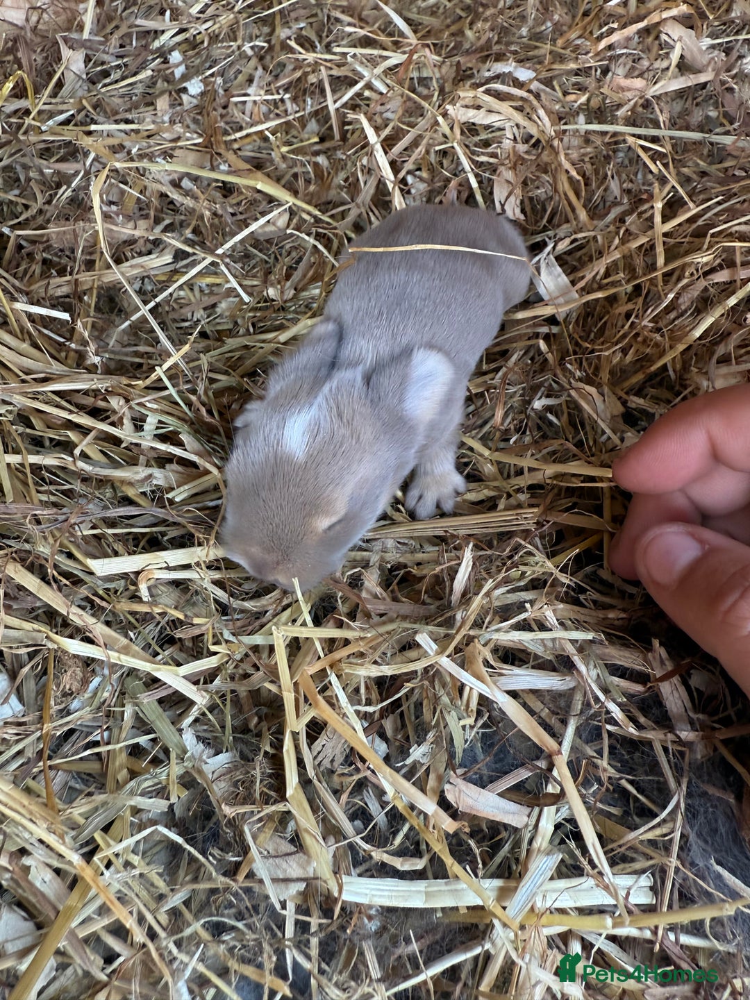 Mini Lop rabbits for sale: Mini lop - Image 12