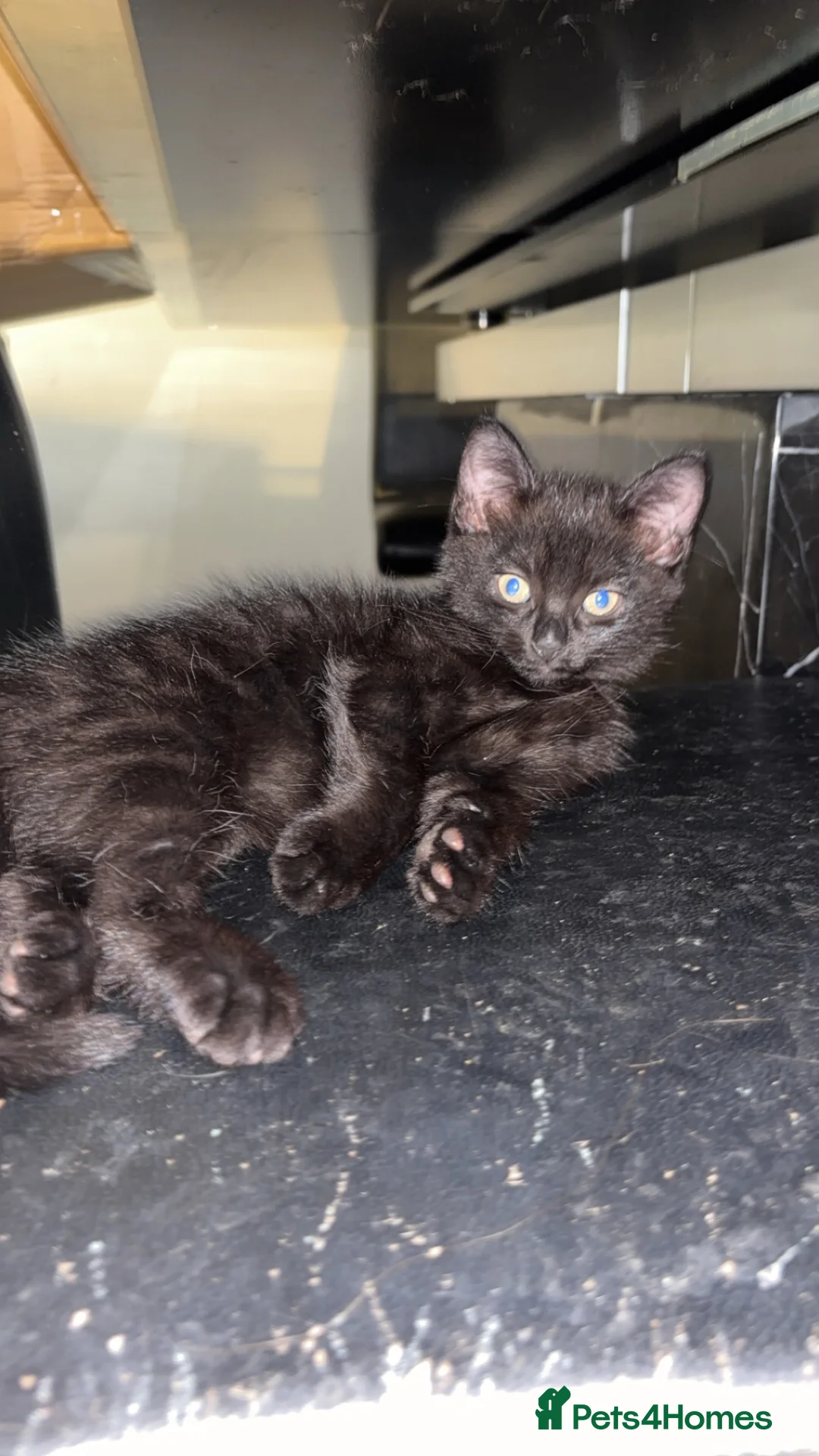 Mixed Breed cats for sale: Two beautiful black tabby females - Advert 2