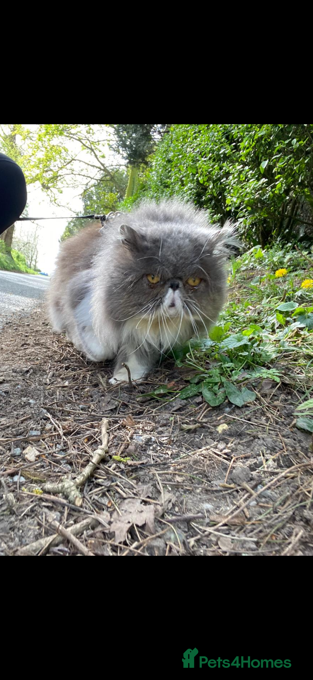 Persian cats for sale: Stunning Persian kittens  - Image 10