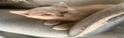 British Shorthair cats for sale: STUNNNING Lilac British shorthairs  - Advert 2